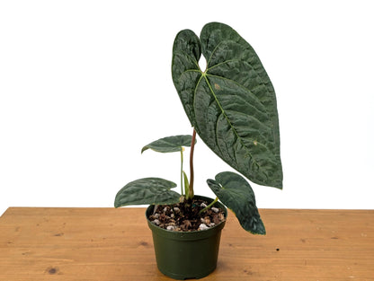 Anthurium Black Diamond - Exact Plant Pictured in 6 inch Pot Approx 14&quot; Tall