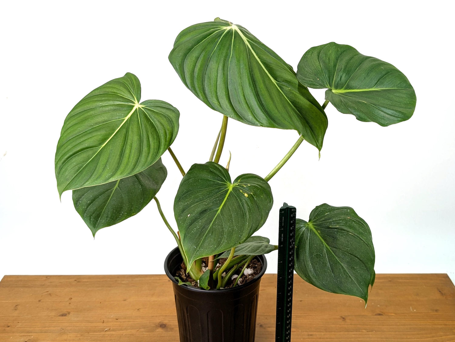 Philodendron McDowell XL Mature Plant in 1 Gallon Pot Over 16&quot; Tall