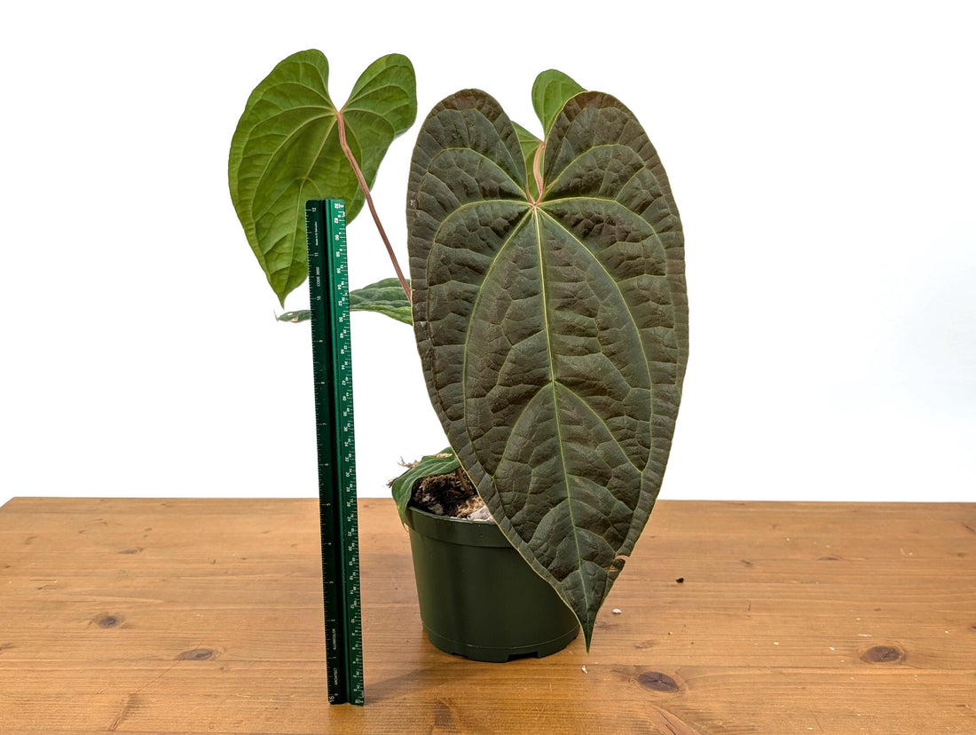 Anthurium Amazon Diamond - Mature 6 Inch Pot Over 12&quot; Tall