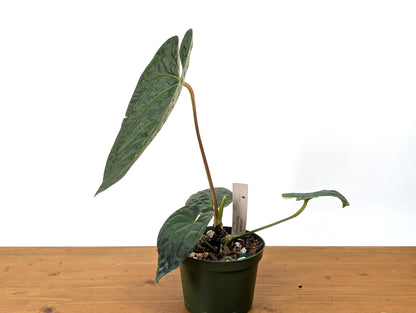 Anthurium Black Diamond - Exact Plant Pictured in 6 inch Pot Approx 14&quot; Tall