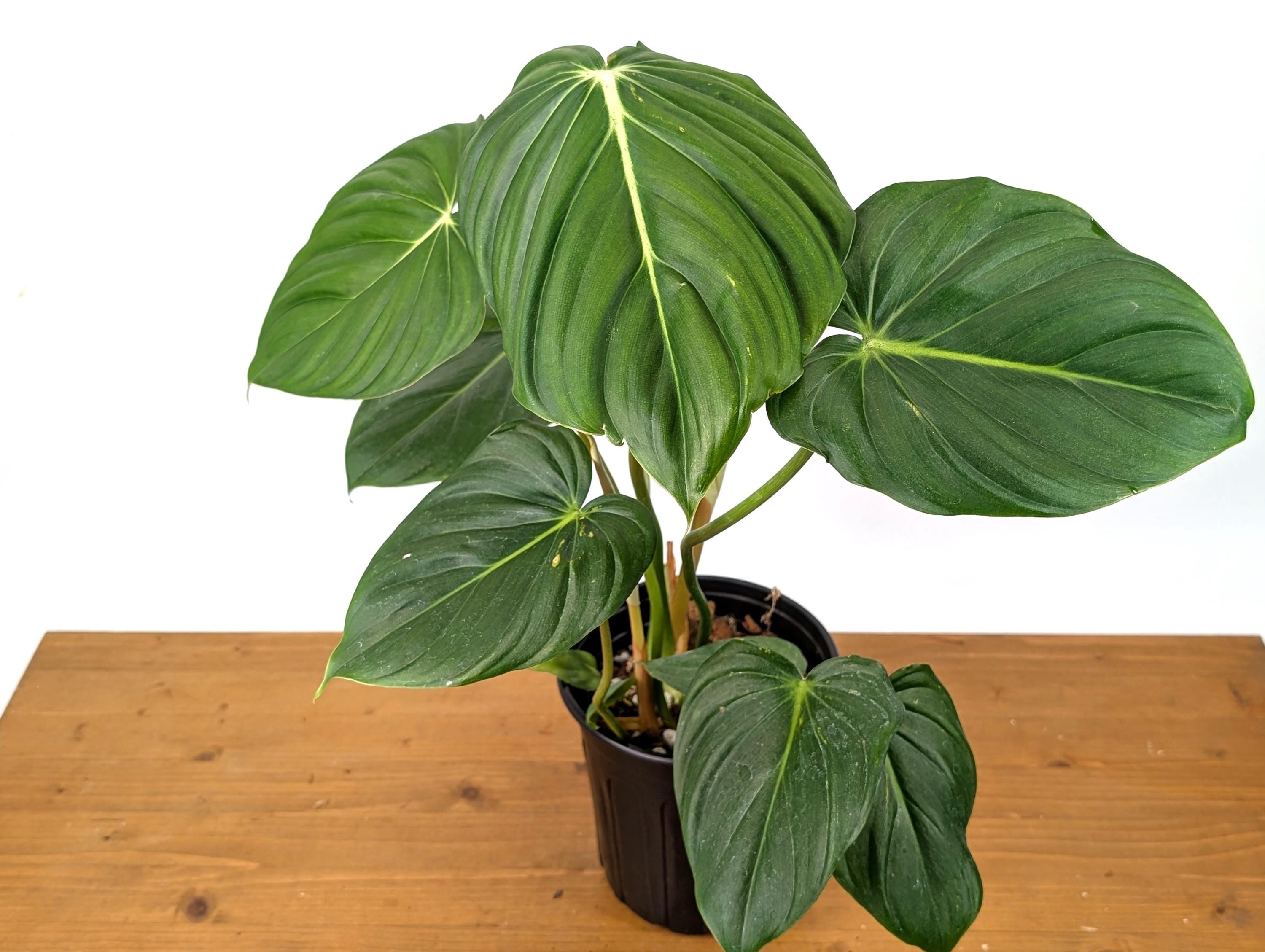 Philodendron McDowell XL Mature Plant in 1 Gallon Pot Over 16&quot; Tall