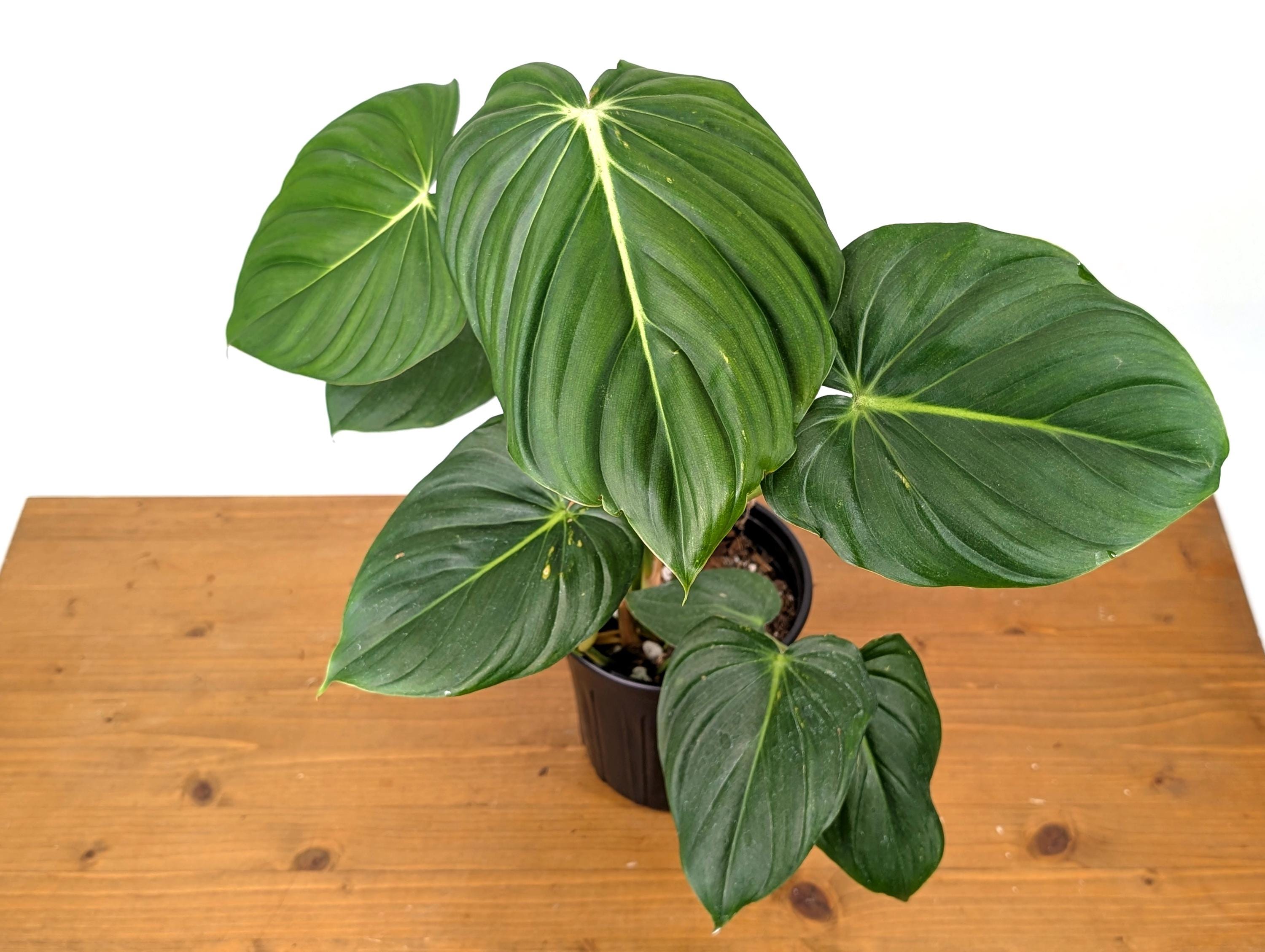 Philodendron McDowell XL Mature Plant in 1 Gallon Pot Over 16&quot; Tall