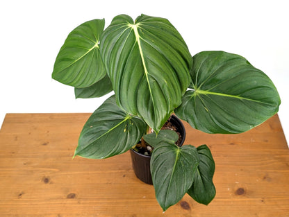 Philodendron McDowell XL Mature Plant in 1 Gallon Pot Over 16&quot; Tall