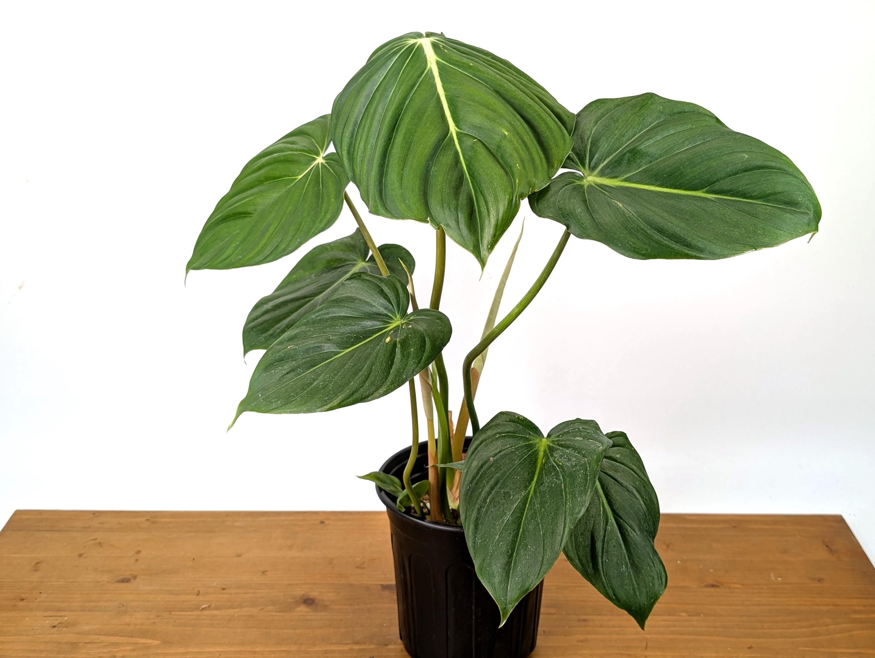 Philodendron McDowell XL Mature Plant in 1 Gallon Pot Over 16&quot; Tall