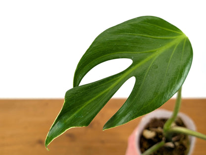 Monstera Burle Marx Flame Multiple Split Leaves Exact Plant Pictured in 4 Inch Pot