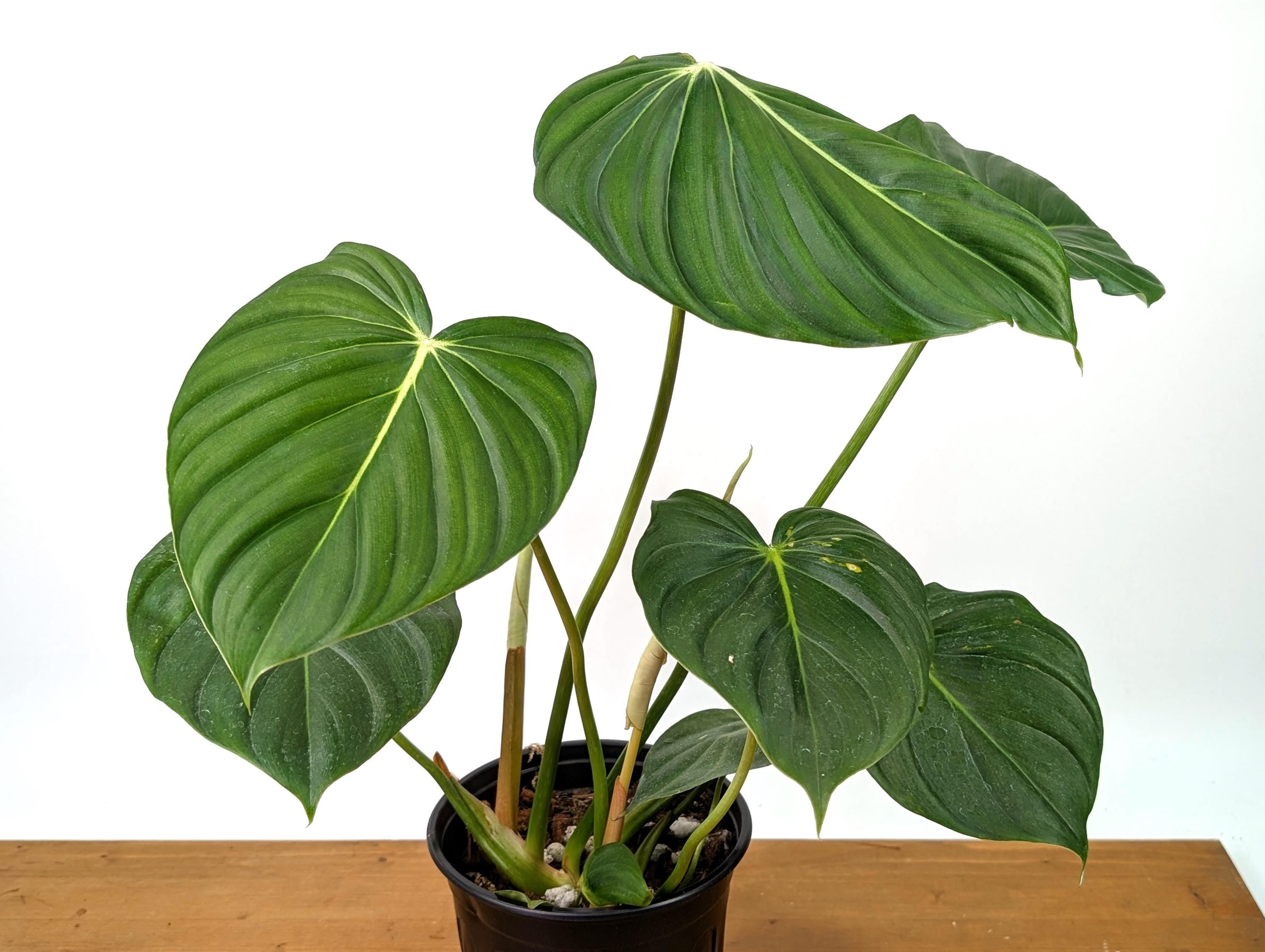 Philodendron McDowell XL Mature Plant in 1 Gallon Pot Over 16&quot; Tall