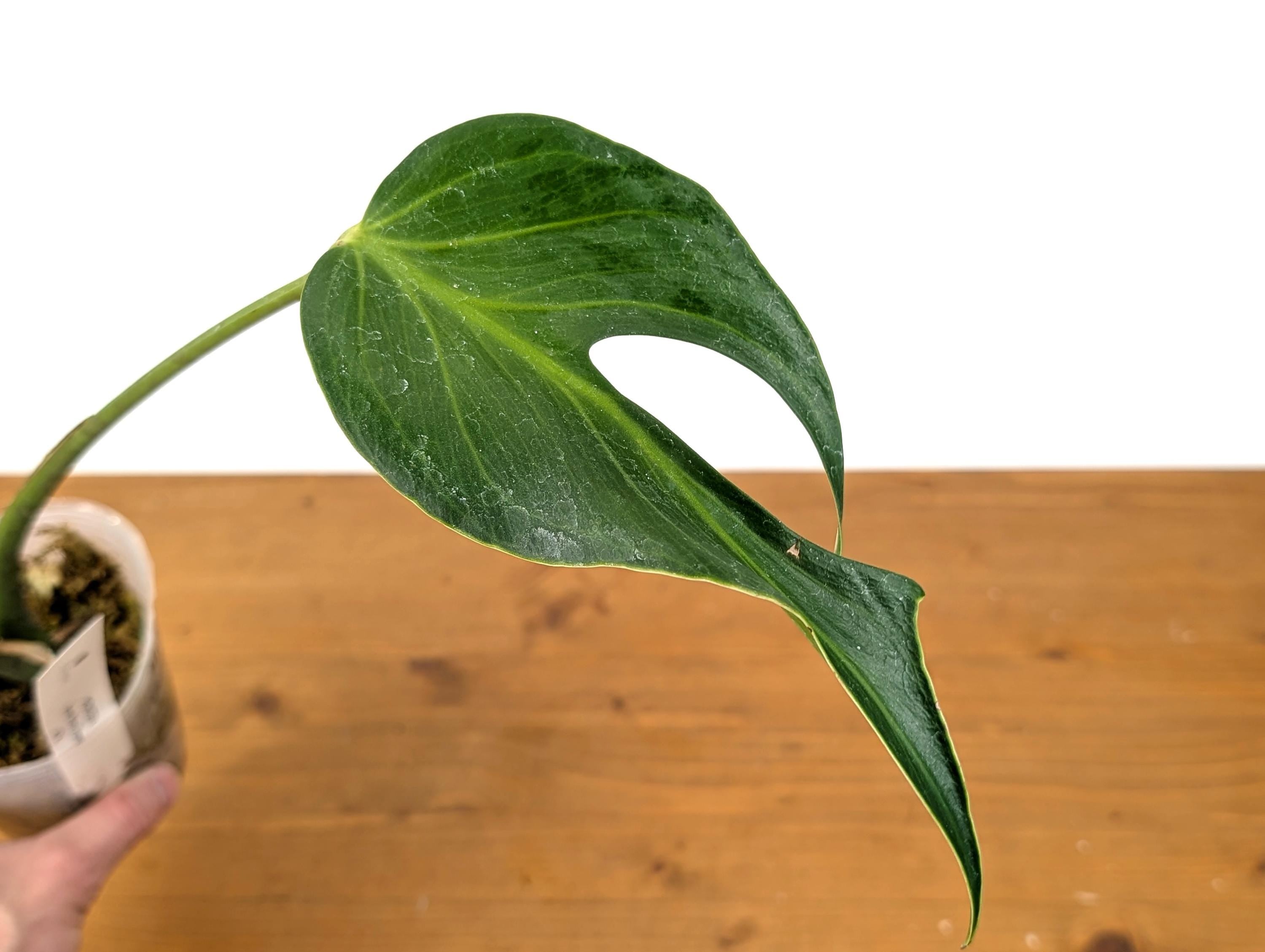 Monstera Burle Marx Flame Multiple Split Leaves Exact Plant Pictured in 4 Inch Pot