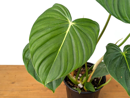 Philodendron McDowell XL Mature Plant in 1 Gallon Pot Over 16&quot; Tall