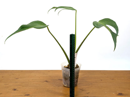 Monstera Burle Marx Flame Multiple Split Leaves Exact Plant Pictured in 4 Inch Pot