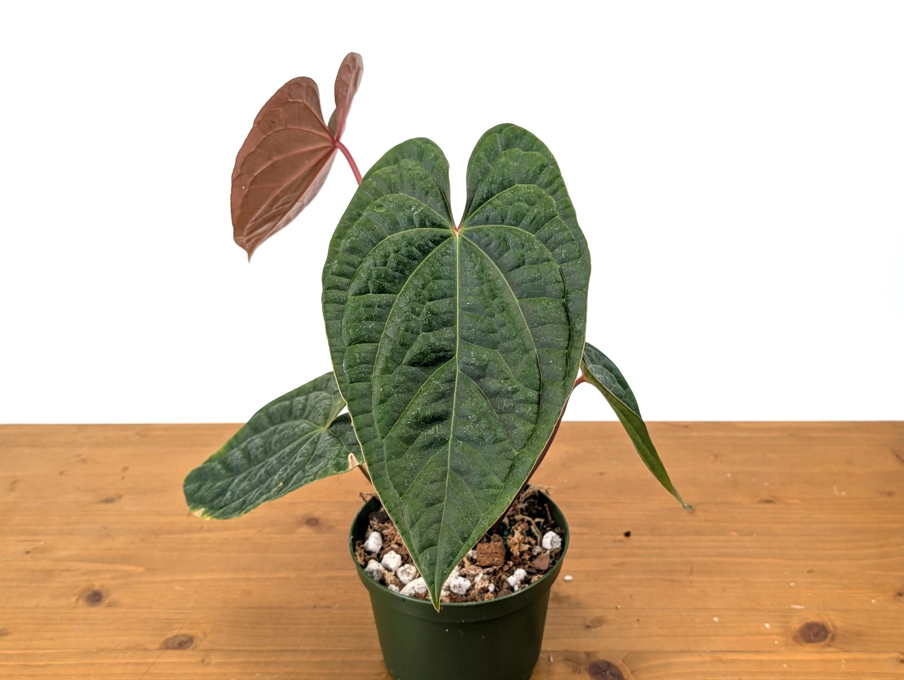 Anthurium Amazon Diamond - Mature 6 Inch Pot Over 12&quot; Tall