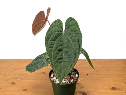 Anthurium Amazon Diamond - Mature 6 Inch Pot Over 12&quot; Tall