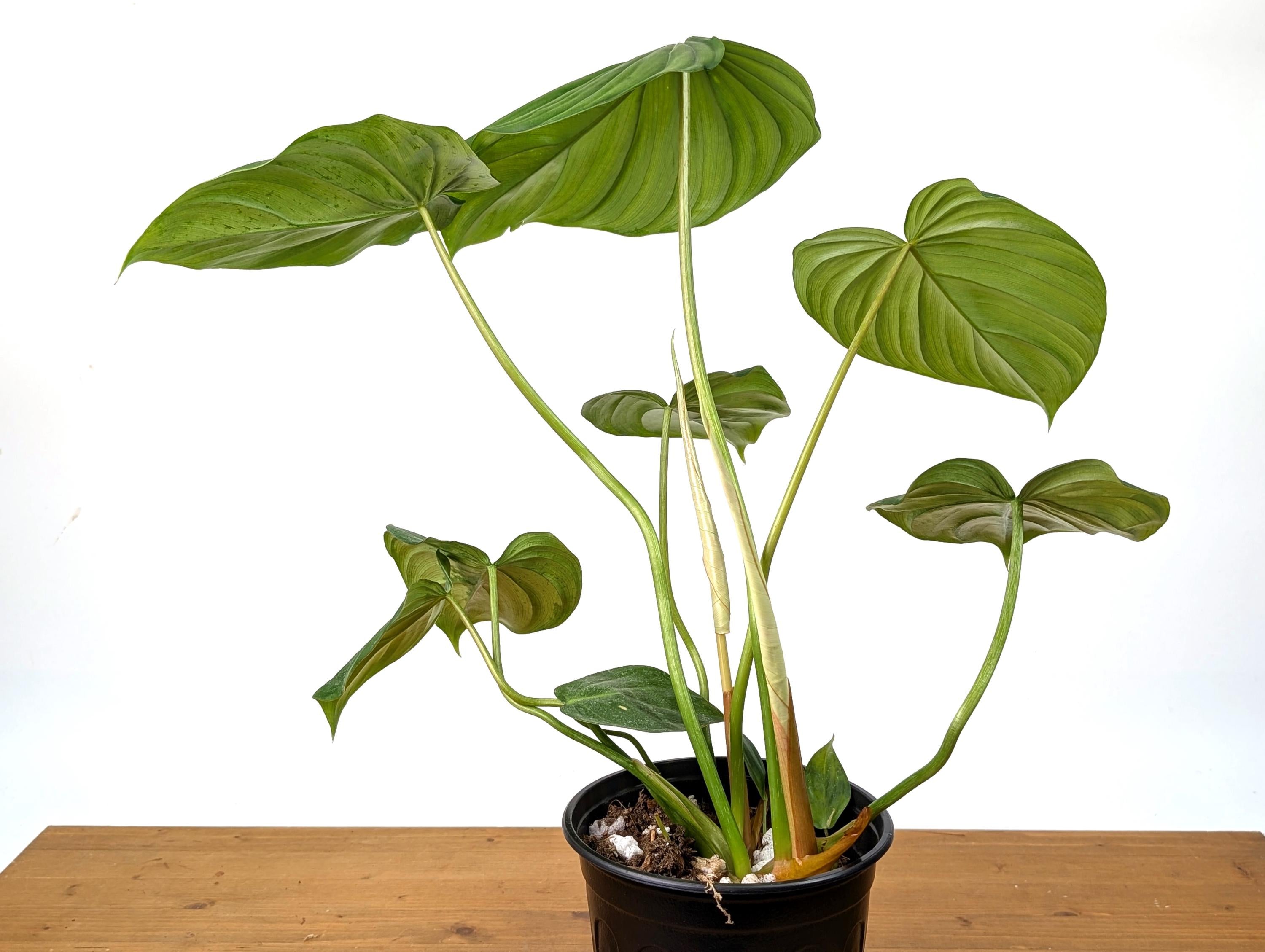 Philodendron McDowell XL Mature Plant in 1 Gallon Pot Over 16&quot; Tall