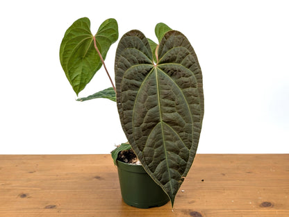 Anthurium Amazon Diamond - Mature 6 Inch Pot Over 12&quot; Tall