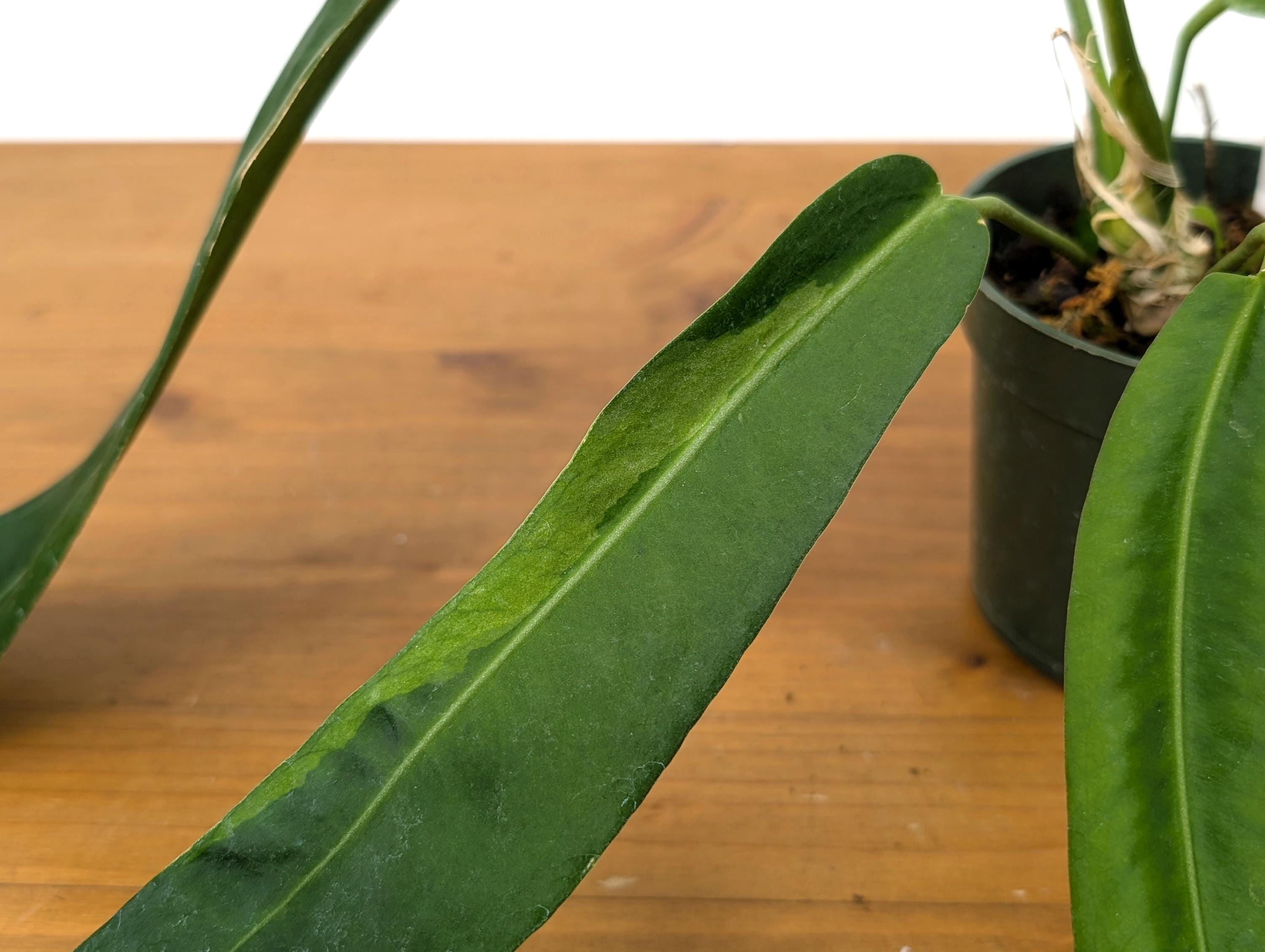 Exact Anthurium Pallidiflorum Sport Variegated