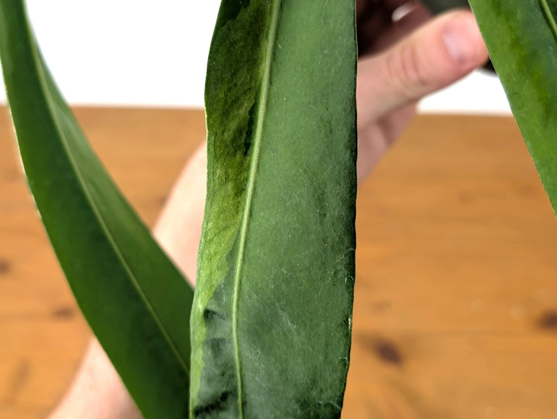 Exact Anthurium Pallidiflorum Sport Variegated