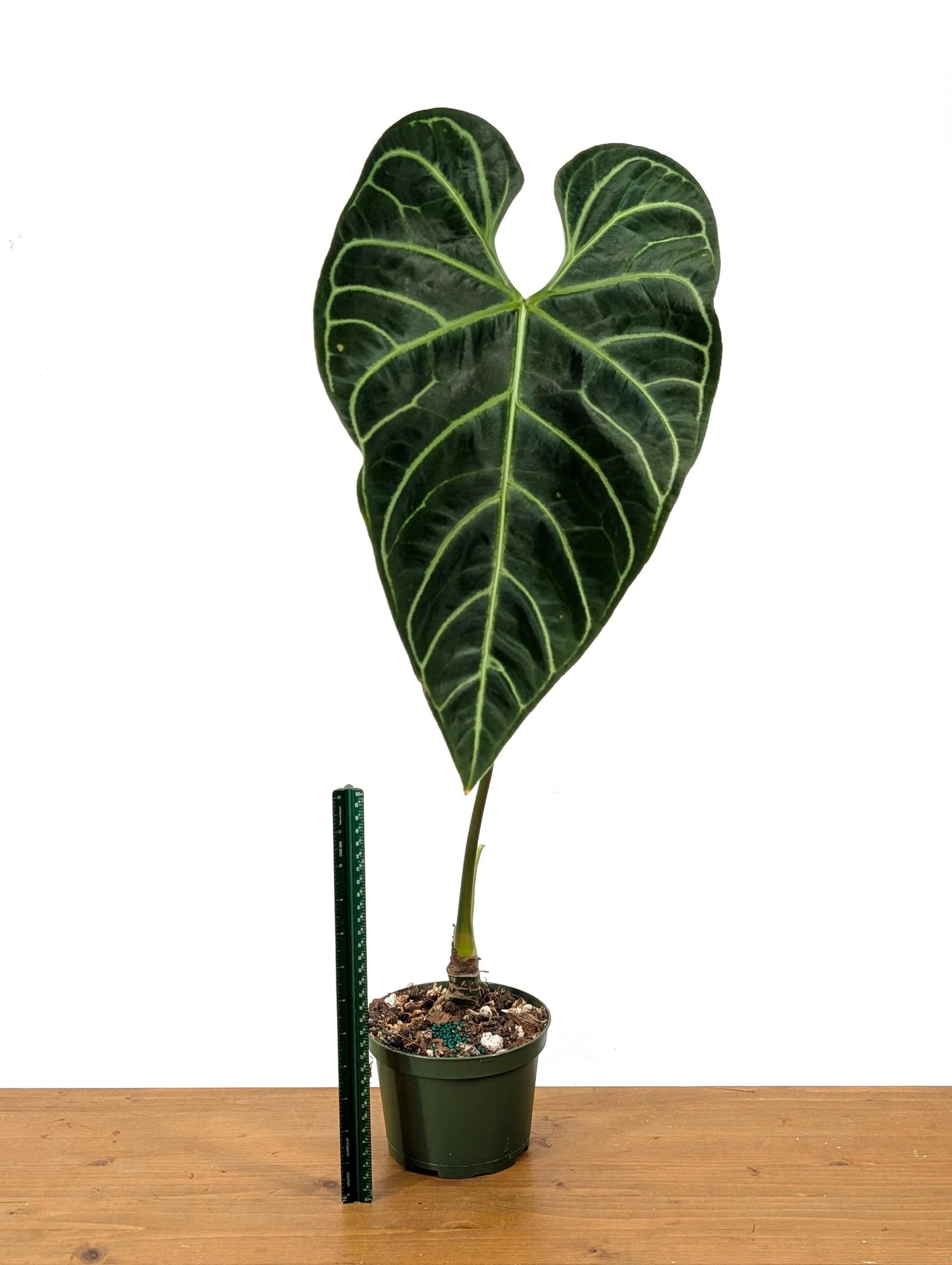 Exact Mature Anthurium Regale - 24&quot;+ tall - Mature 6 Inch Pot XL Leaf Size 12&quot;