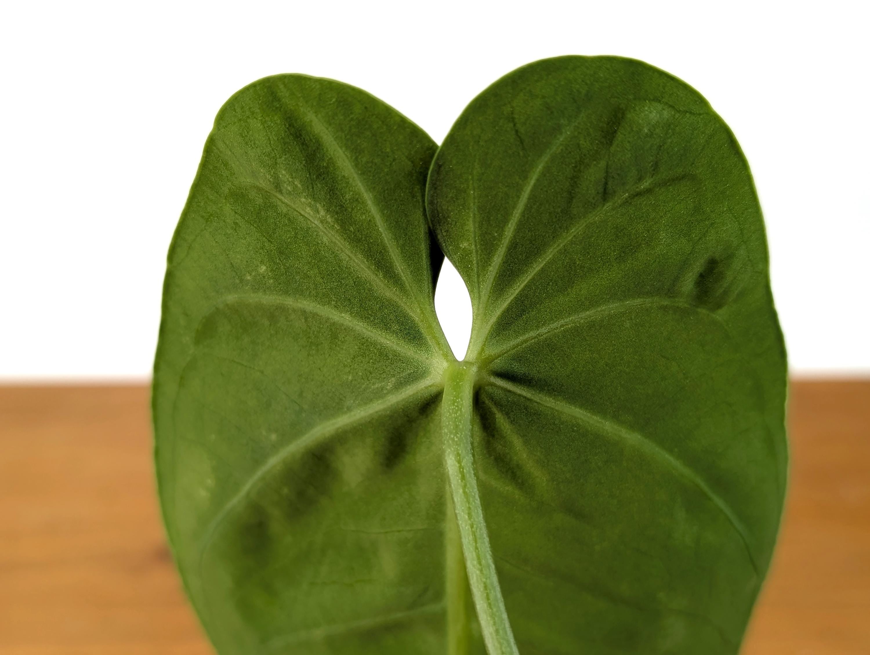 Anthurium Warocqueanum x Waterburyanum - EXACT PLANT with Beautiful Crossed Sinus