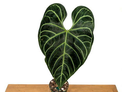 Exact Mature Anthurium Regale - 24&quot;+ tall - Mature 6 Inch Pot XL Leaf Size 12&quot;