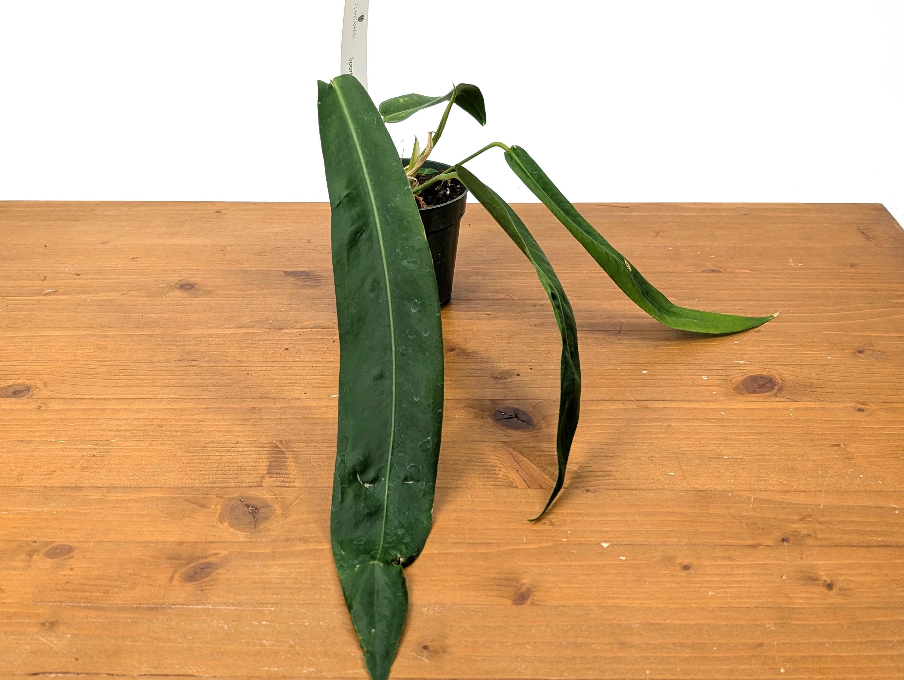 Exact Anthurium Pallidiflorum Sport Variegated