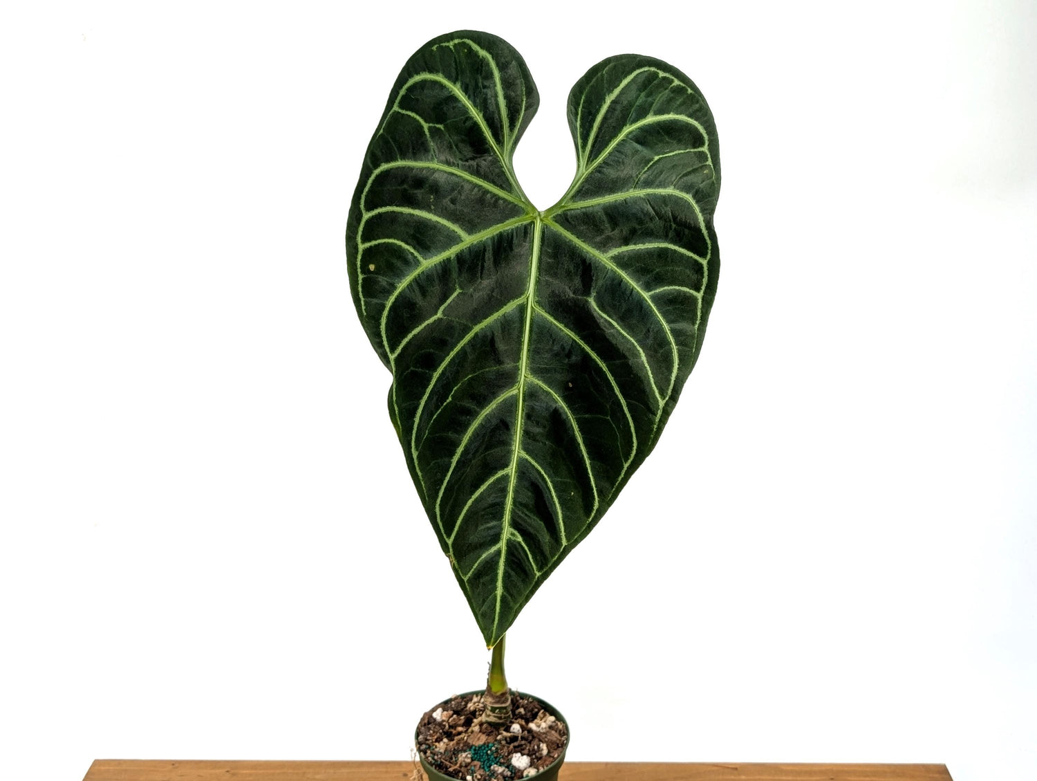 Exact Mature Anthurium Regale - 24&quot;+ tall - Mature 6 Inch Pot XL Leaf Size 12&quot;