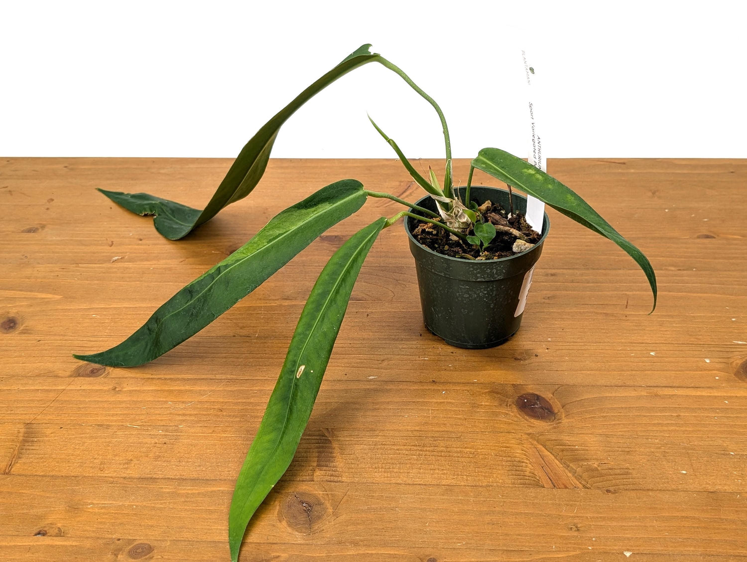 Exact Anthurium Pallidiflorum Sport Variegated