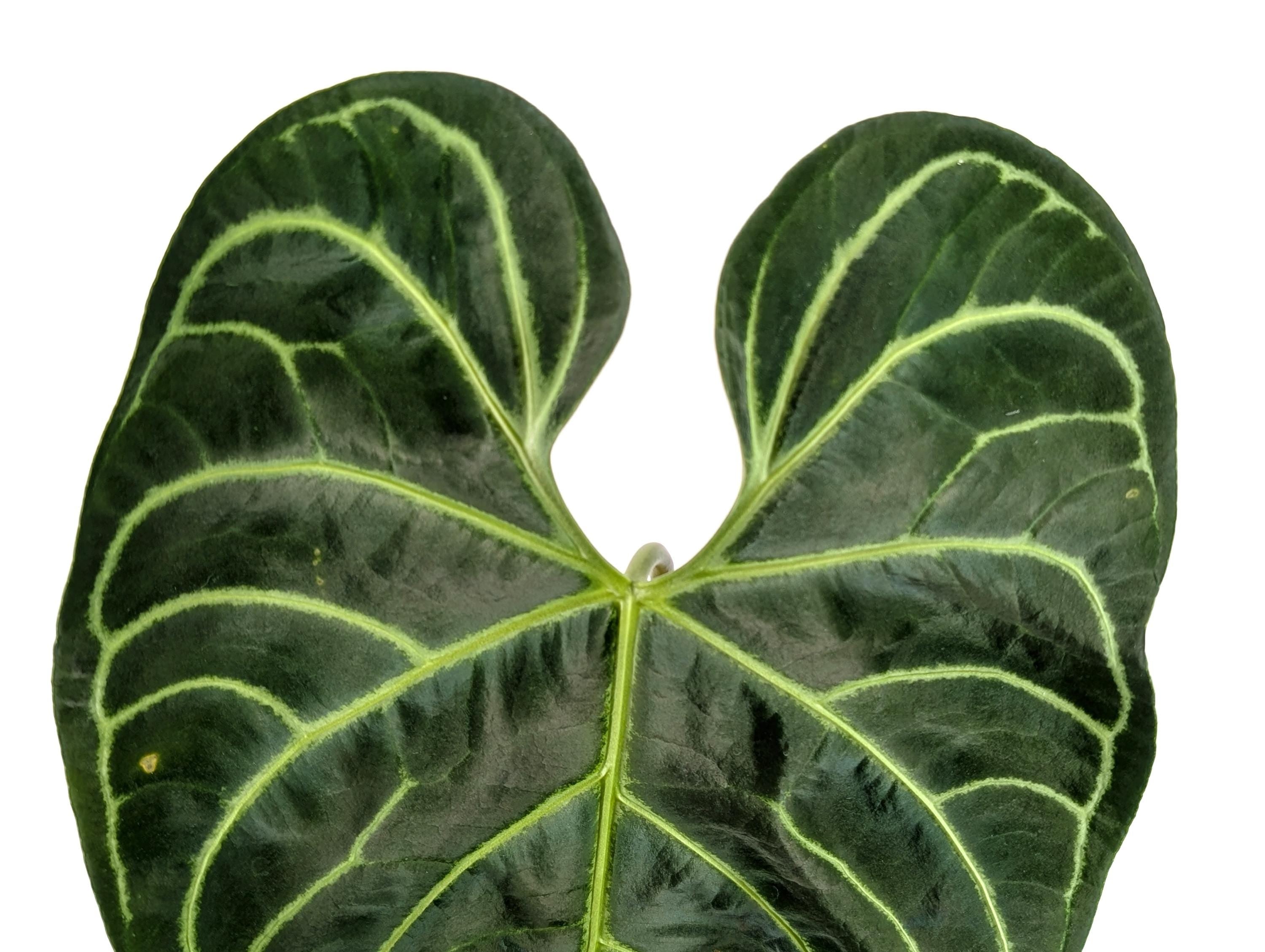 Exact Mature Anthurium Regale - 24&quot;+ tall - Mature 6 Inch Pot XL Leaf Size 12&quot;