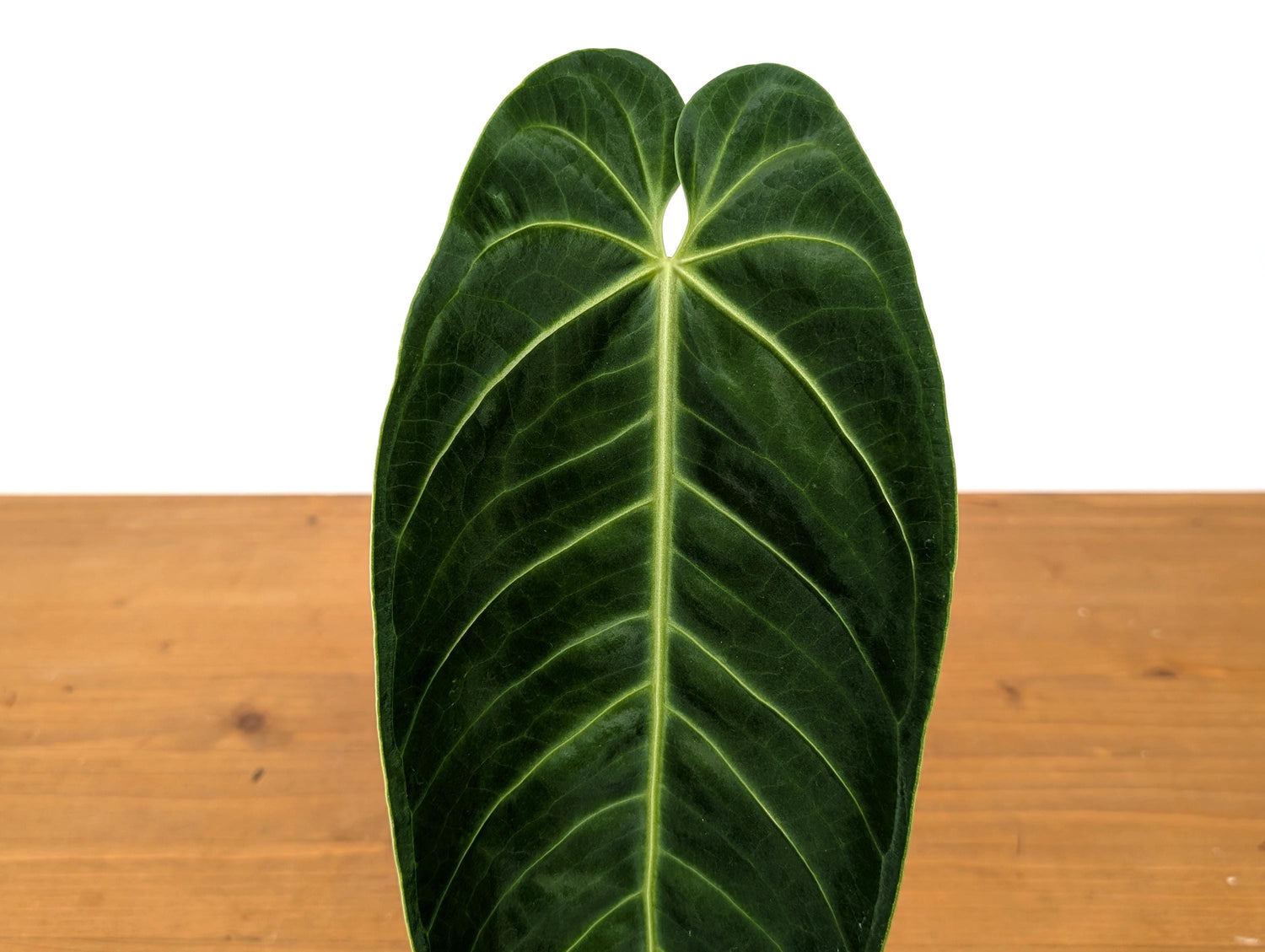 Anthurium Warocqueanum x Waterburyanum - EXACT PLANT with Beautiful Crossed Sinus