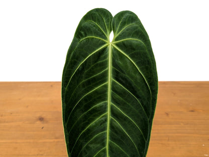 Anthurium Warocqueanum x Waterburyanum - EXACT PLANT with Beautiful Crossed Sinus