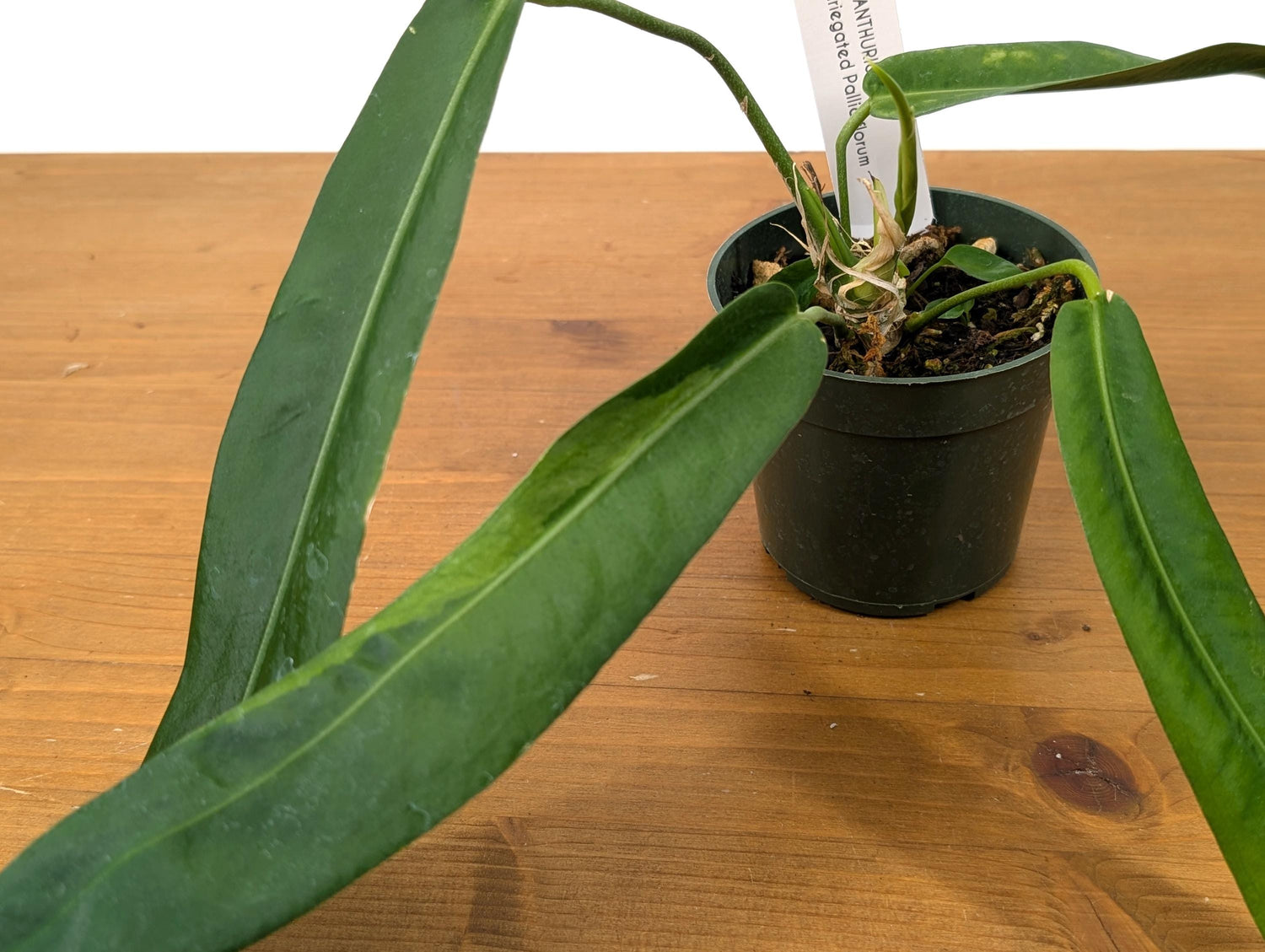 Exact Anthurium Pallidiflorum Sport Variegated