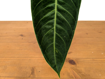 Anthurium Warocqueanum x Waterburyanum - EXACT PLANT with Beautiful Crossed Sinus