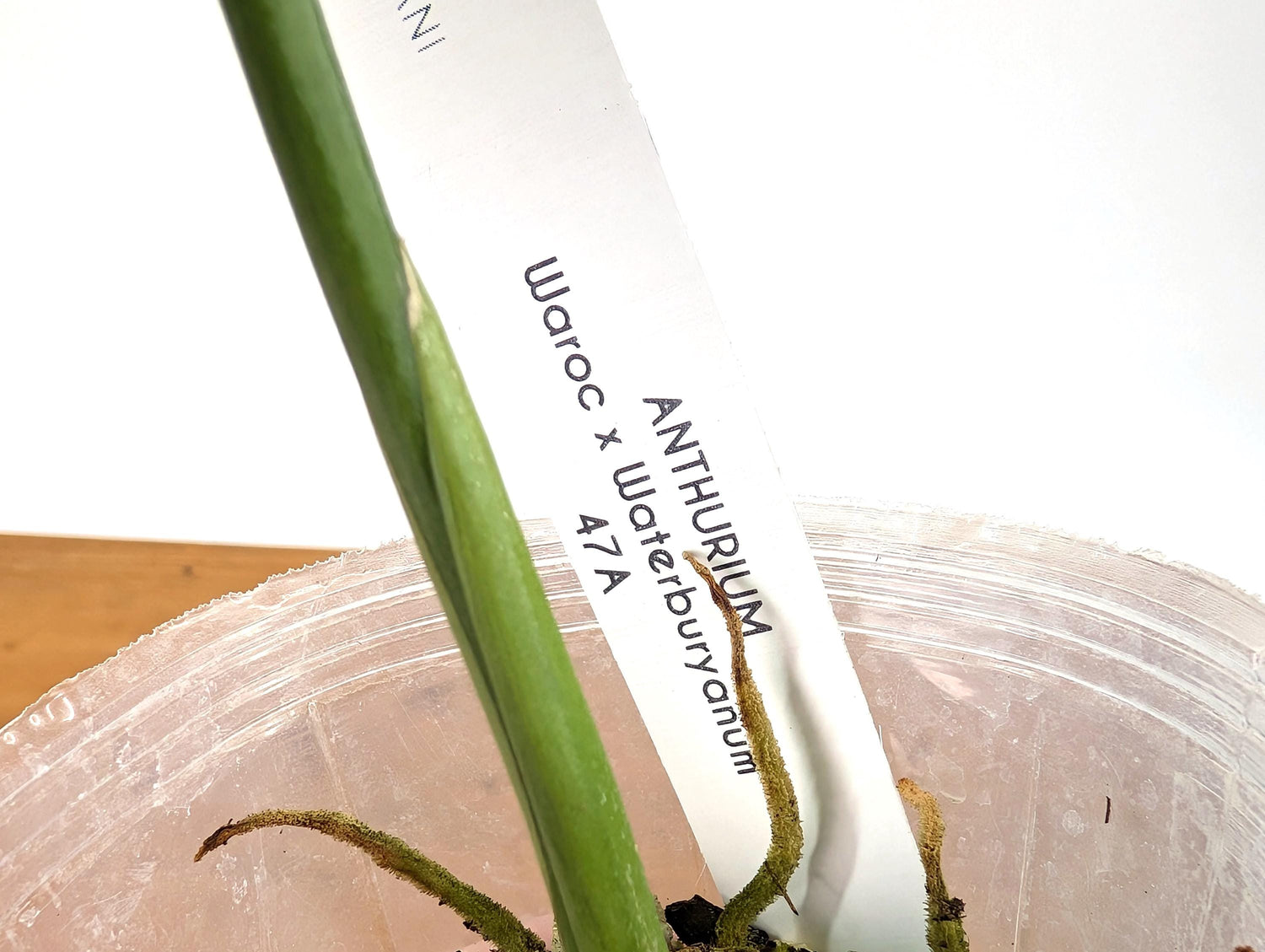 Anthurium Warocqueanum x Waterburyanum - EXACT PLANT with Beautiful Crossed Sinus