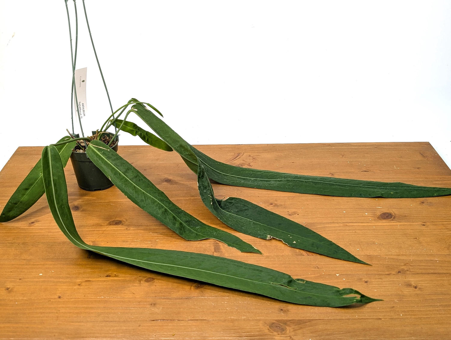 Exact XXL Anthurium Pallidiflorum Mature Plant - Largest Leaf over 2 feet! 4 Inch Basket as Pictured