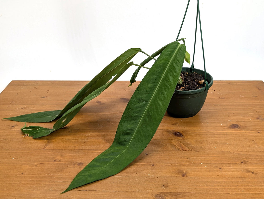 XL Anthurium Pallidiflorum Mature Plant in 6 Inch Hanging Basket - Long, Strappy, Dark Green Leaves Grow up to 3 feet Long!