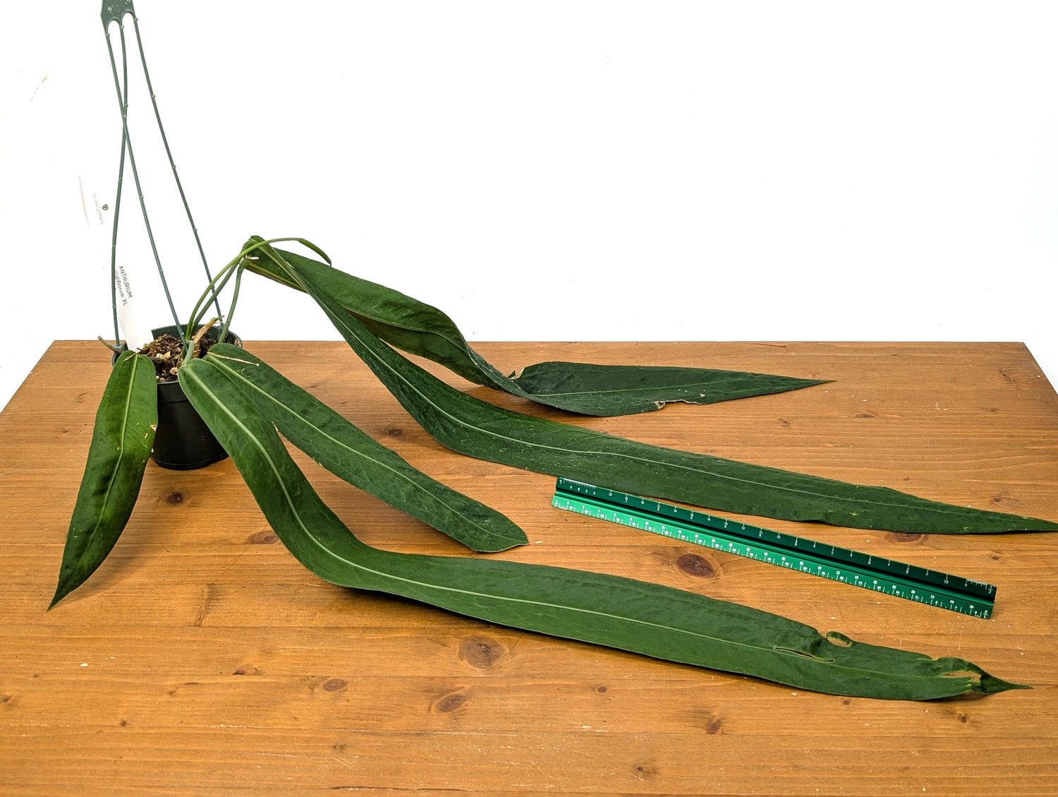 Exact XXL Anthurium Pallidiflorum Mature Plant - Largest Leaf over 2 feet! 4 Inch Basket as Pictured