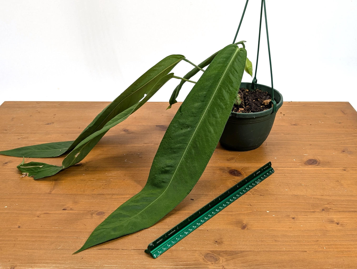 XL Anthurium Pallidiflorum Mature Plant in 6 Inch Hanging Basket - Long, Strappy, Dark Green Leaves Grow up to 3 feet Long!