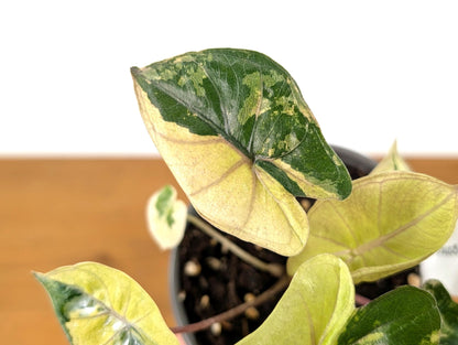 Variegated Yucatan Alocasia get this Exact Plant Pictured 