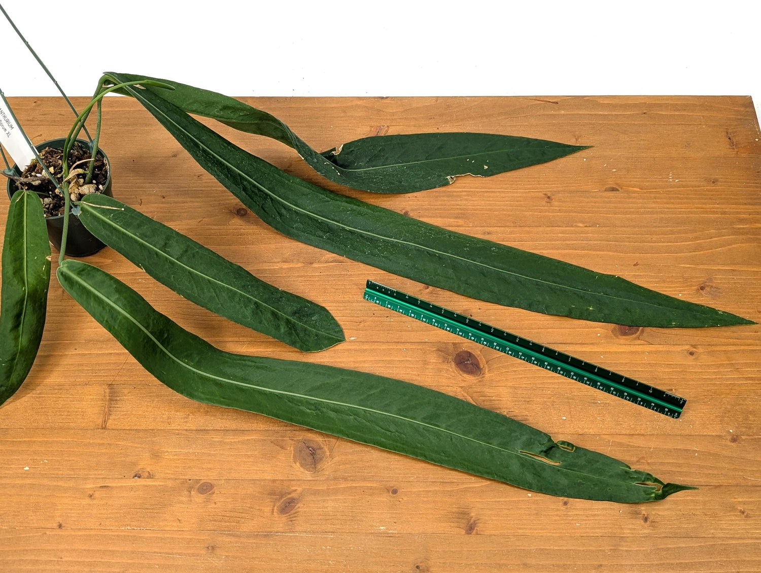 Exact XXL Anthurium Pallidiflorum Mature Plant - Largest Leaf over 2 feet! 4 Inch Basket as Pictured