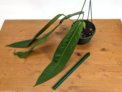 XL Anthurium Pallidiflorum Mature Plant in 6 Inch Hanging Basket - Long, Strappy, Dark Green Leaves Grow up to 3 feet Long!