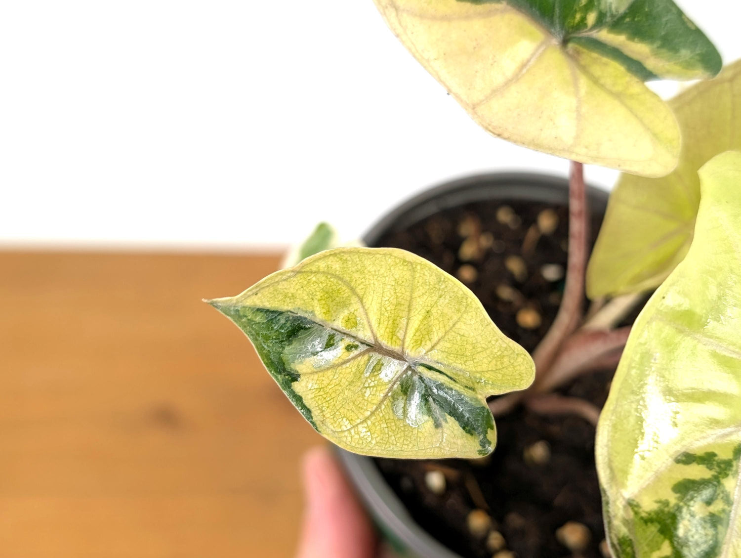 Variegated Yucatan Alocasia get this Exact Plant Pictured 