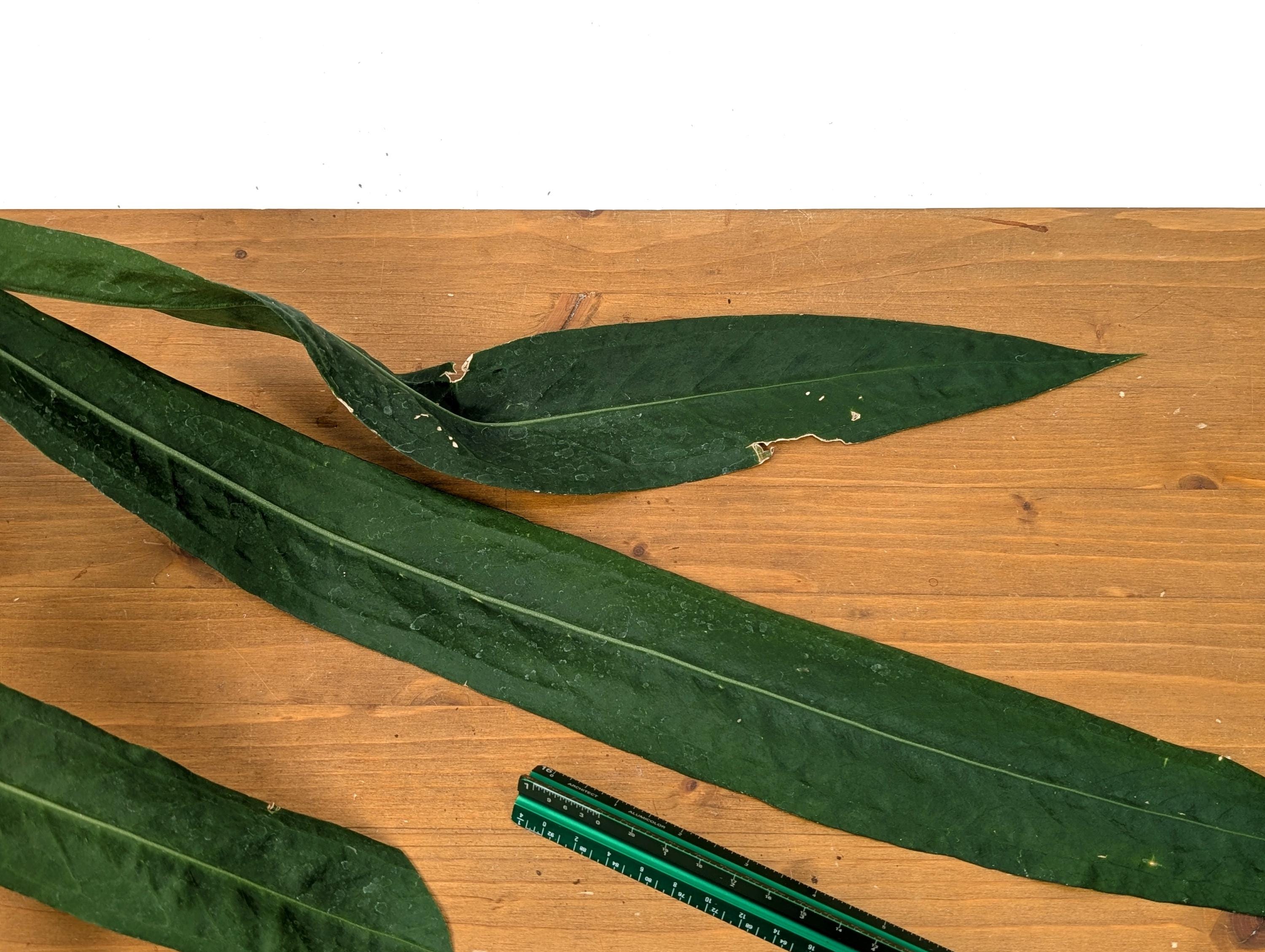 Exact XXL Anthurium Pallidiflorum Mature Plant - Largest Leaf over 2 feet! 4 Inch Basket as Pictured