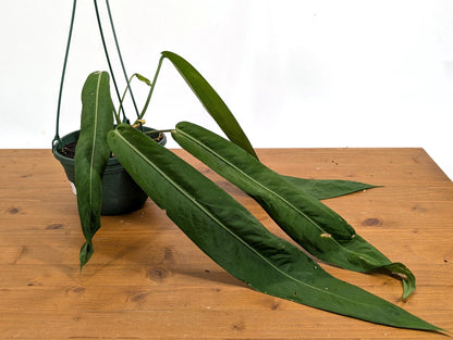 XL Anthurium Pallidiflorum Mature Plant in 6 Inch Hanging Basket - Long, Strappy, Dark Green Leaves Grow up to 3 feet Long!