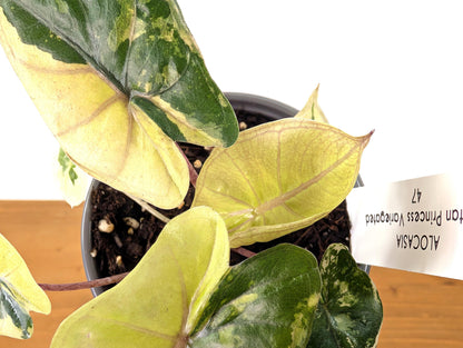 Variegated Yucatan Alocasia get this Exact Plant Pictured 