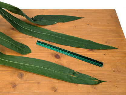 Exact XXL Anthurium Pallidiflorum Mature Plant - Largest Leaf over 2 feet! 4 Inch Basket as Pictured