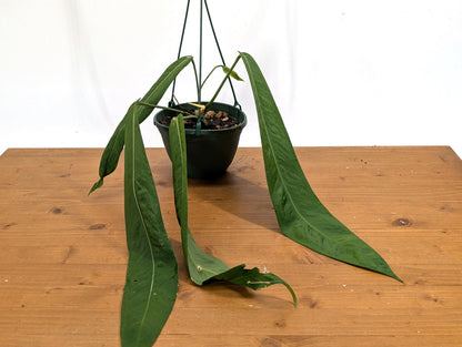 XL Anthurium Pallidiflorum Mature Plant in 6 Inch Hanging Basket - Long, Strappy, Dark Green Leaves Grow up to 3 feet Long!