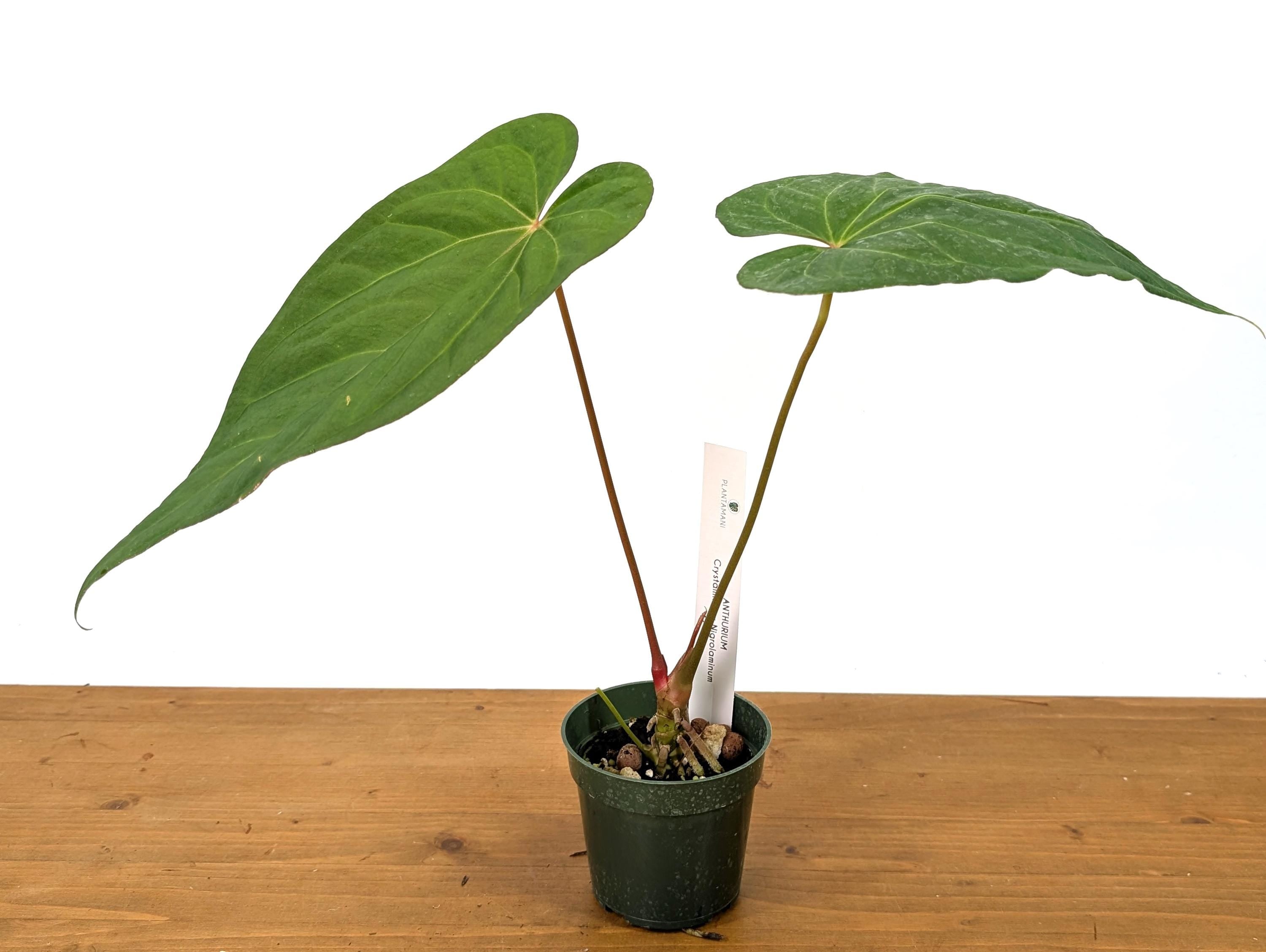 Anthurium Crystallinum x Nigrolaminum