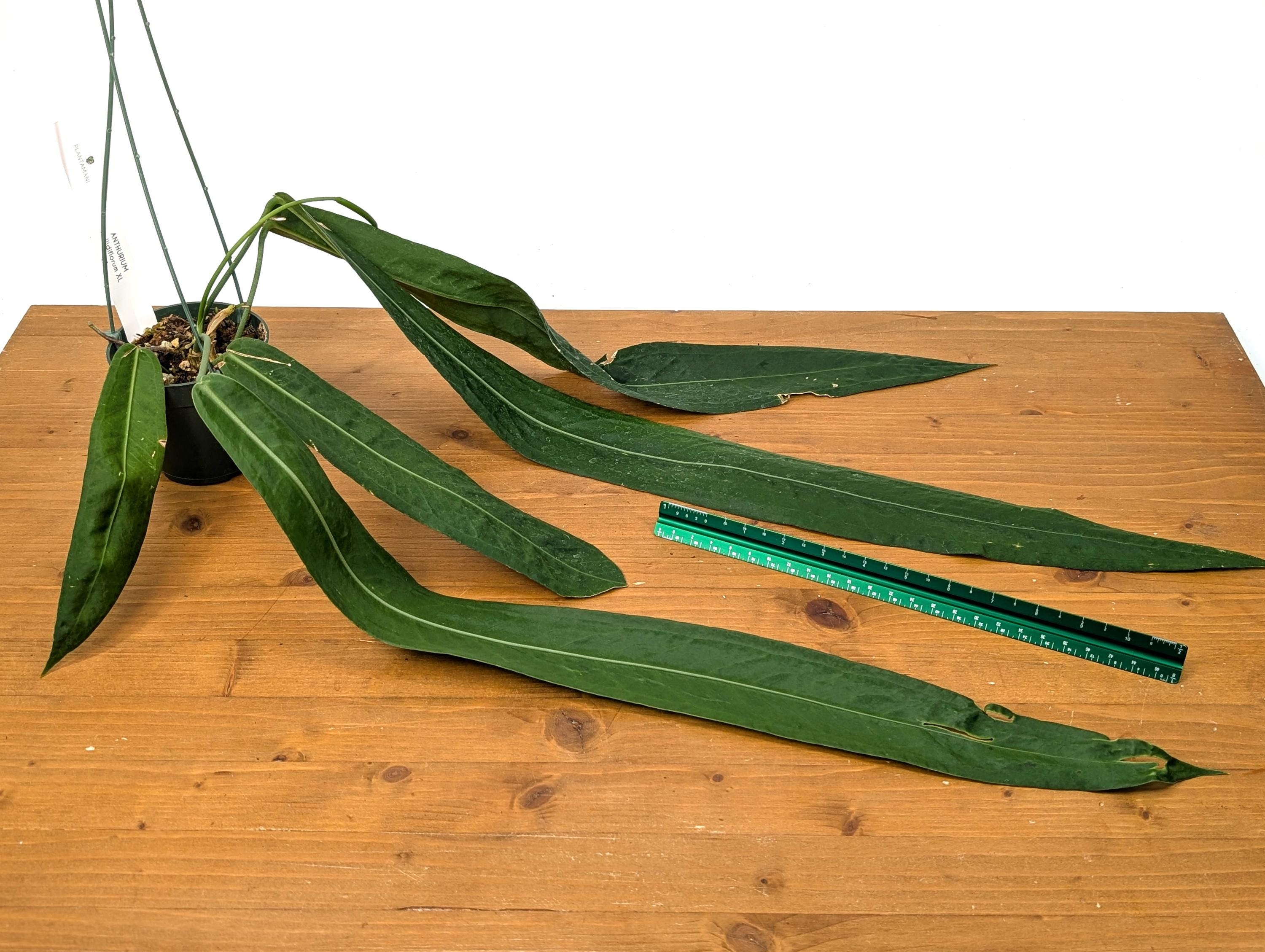 Exact XXL Anthurium Pallidiflorum Mature Plant - Largest Leaf over 2 feet! 4 Inch Basket as Pictured