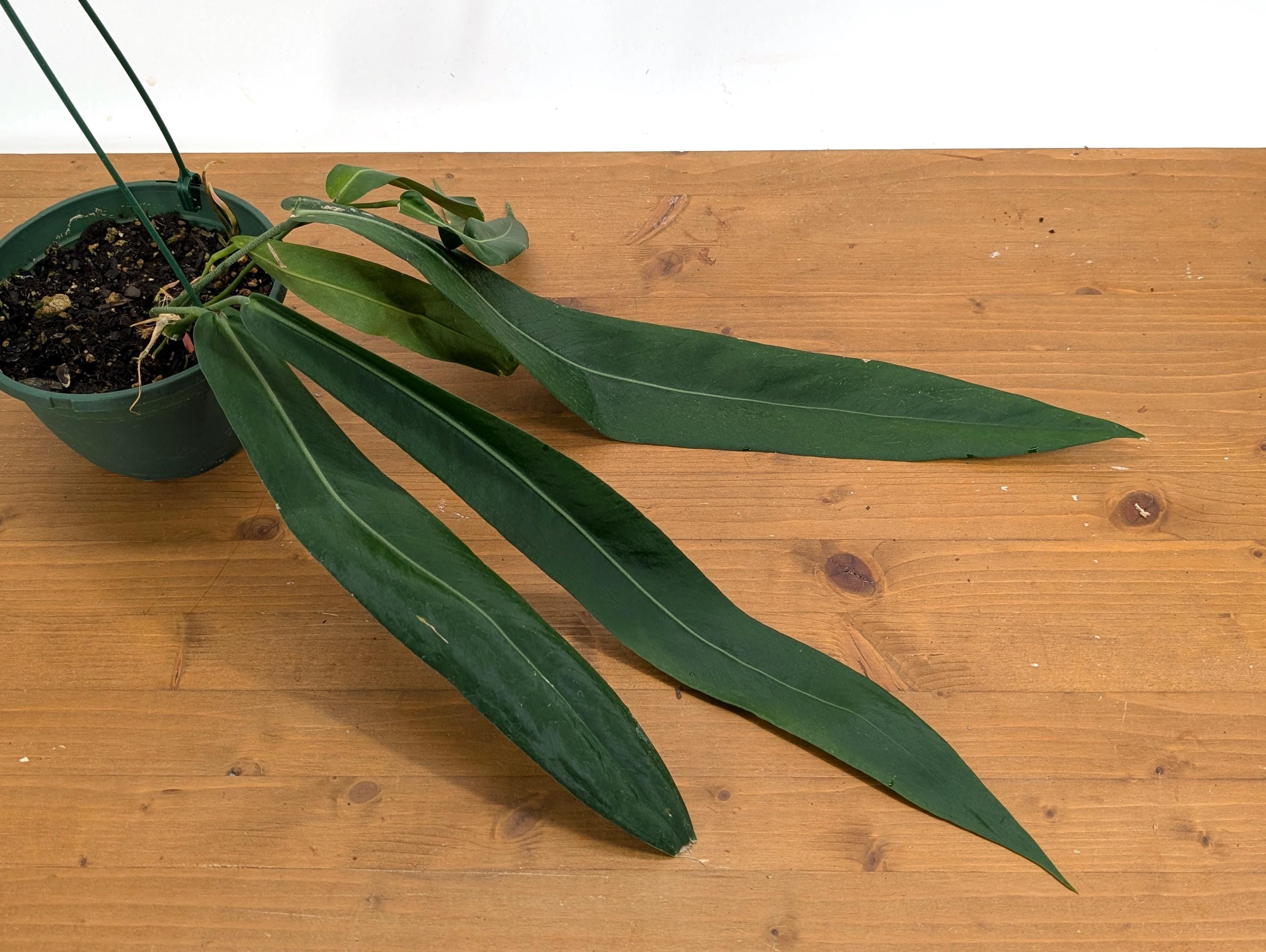 XL Anthurium Pallidiflorum Mature Plant in 6 Inch Hanging Basket - Long, Strappy, Dark Green Leaves Grow up to 3 feet Long!