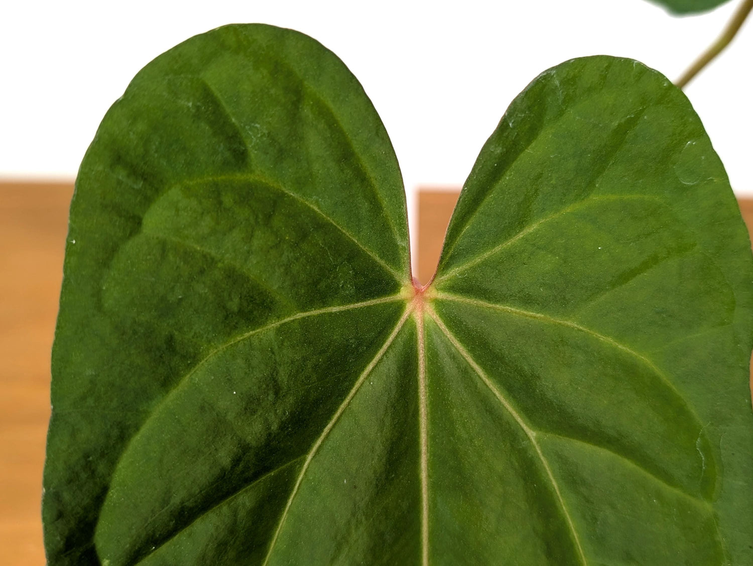 Anthurium Crystallinum x Nigrolaminum