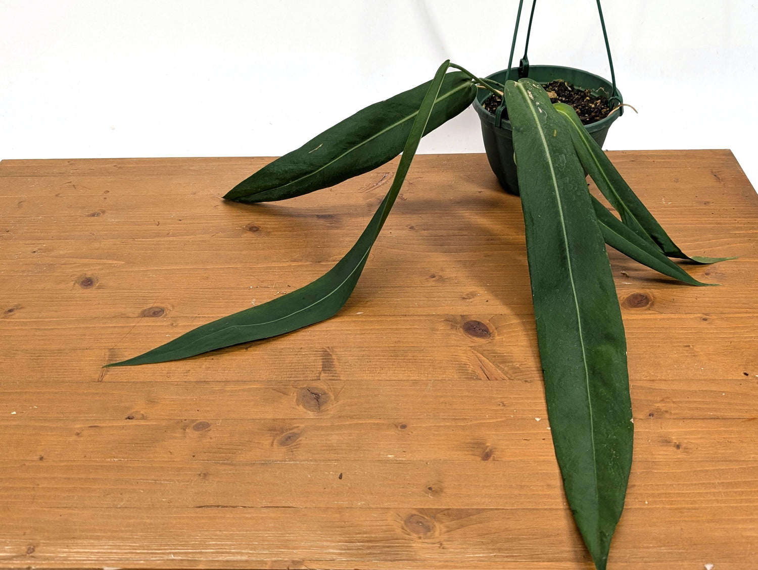 XL Anthurium Pallidiflorum Mature Plant in 6 Inch Hanging Basket - Long, Strappy, Dark Green Leaves Grow up to 3 feet Long!