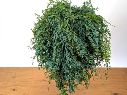 Rainbow Moss AKA Peacock Fern  (Selaginella uncinata) in 8 inch Hanging Basket